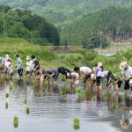 米づくり泥んこ体験13