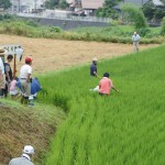 米づくり泥んこ体験2-12