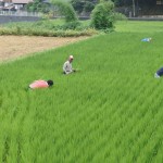米づくり泥んこ体験2-11